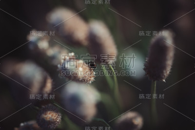 植物上的昆虫