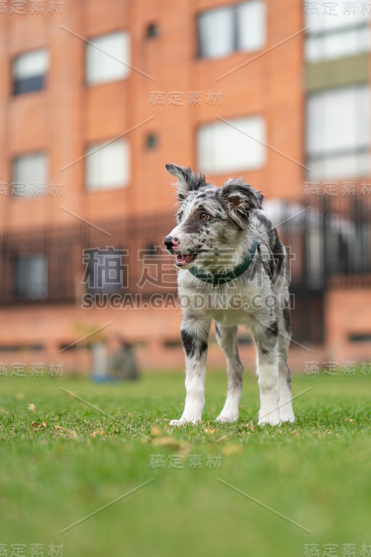 小狗边境牧羊犬梅尔