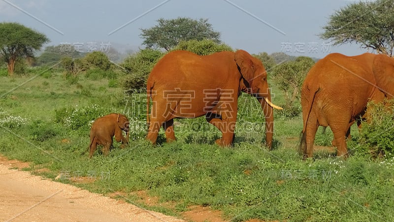 肯尼亚萨凡纳野生动物园的大象