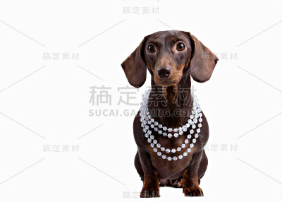 白色背景上的腊肠犬特写