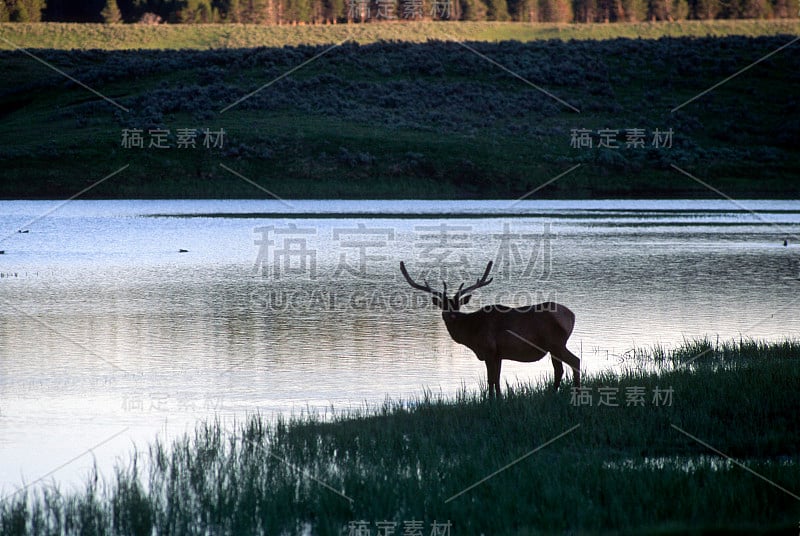 大牛洛基山麋鹿蒙大拿州黄石河国家公园