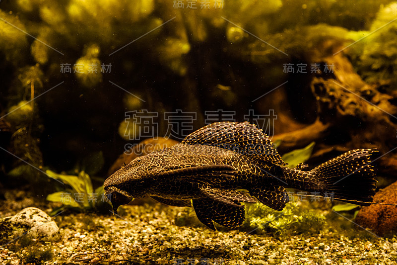 鱼在水族馆
