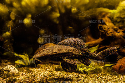 鱼在水族馆