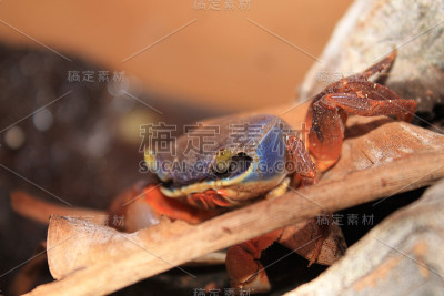 cardisoma armatum