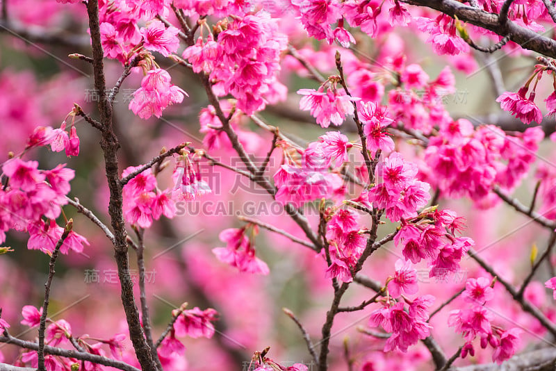 美丽的粉红色樱花。鲜艳的颜色樱花或粉红色樱花柔焦点。泰国。