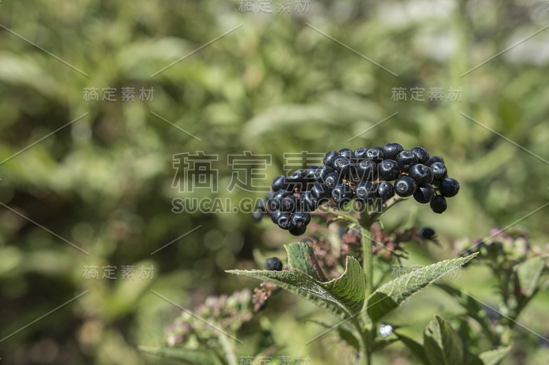 被称为danewort，丹麦草，丹麦血，矮接骨木或欧洲矮接骨木浆果。关闭视图。复制负空间