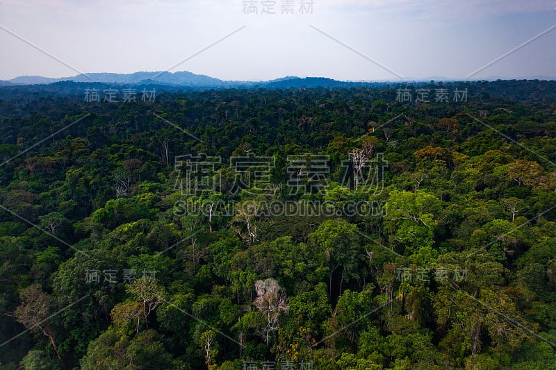 Menkragnoti土著土地内的亚马逊雨林- Pará，巴西