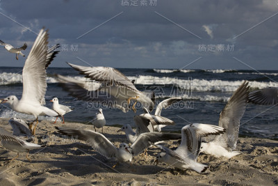 海鸥