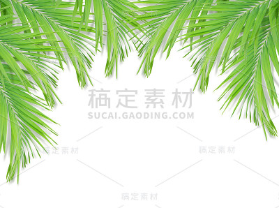 绿色棕榈叶孤立在白色背景上