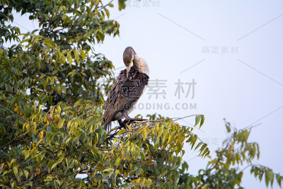 大鸬鹚(Phalacrocorax carbo)坐在树上