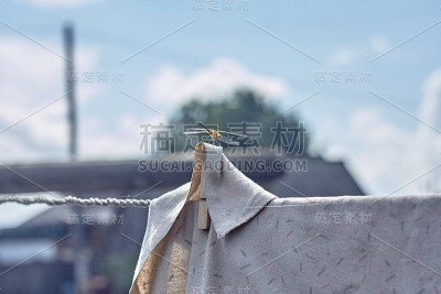 蜻蜓从背后纺织在阳光明媚的天气
