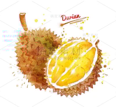 榴莲水彩画
