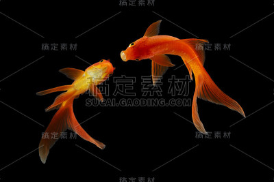 锦鲤鱼金色孤立在黑色背景。