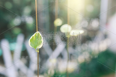 挂在叶子