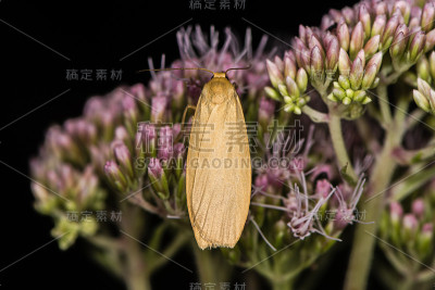 花上的橙色足蛾(Eilema sororcula