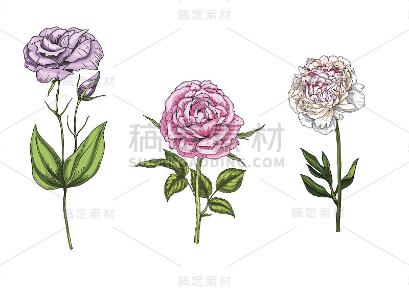 与牡丹、玫瑰、口水仙花组合，叶、茎分开，白色背景。植物矢量图