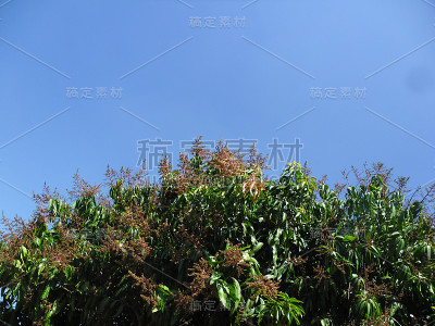 树软管