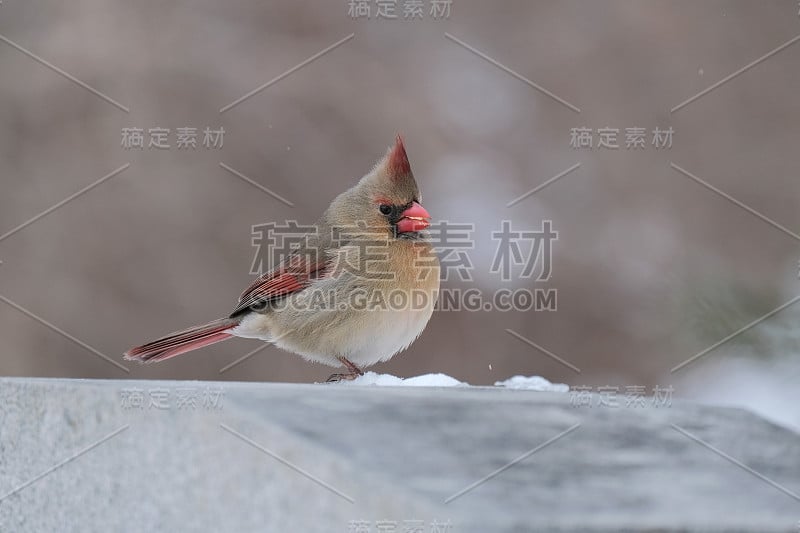 北部的红衣主教