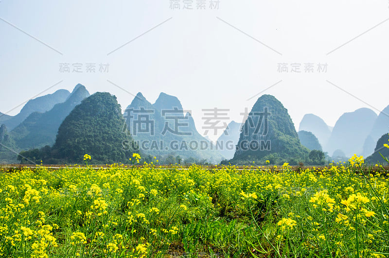 春天的黄花和山景