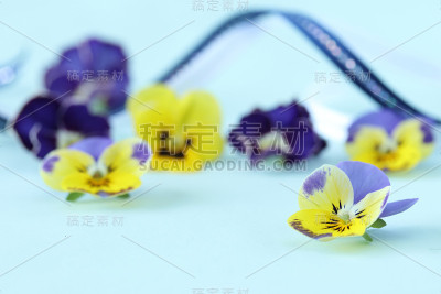 中提琴背景(三色堇)