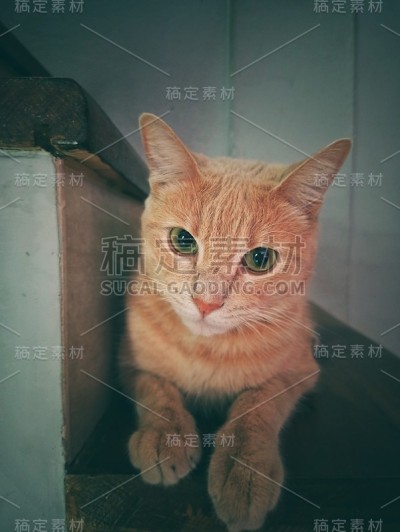 猫看