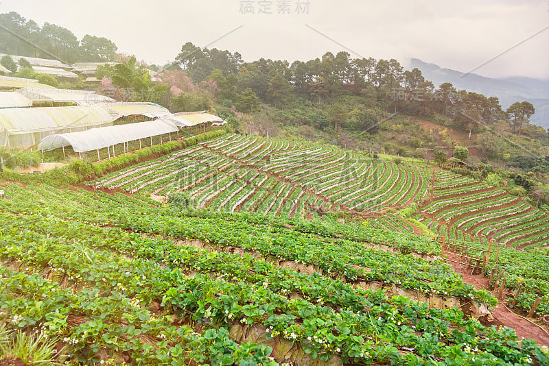 早上在泰国清迈Doi Ang Khang的草莓种植园。