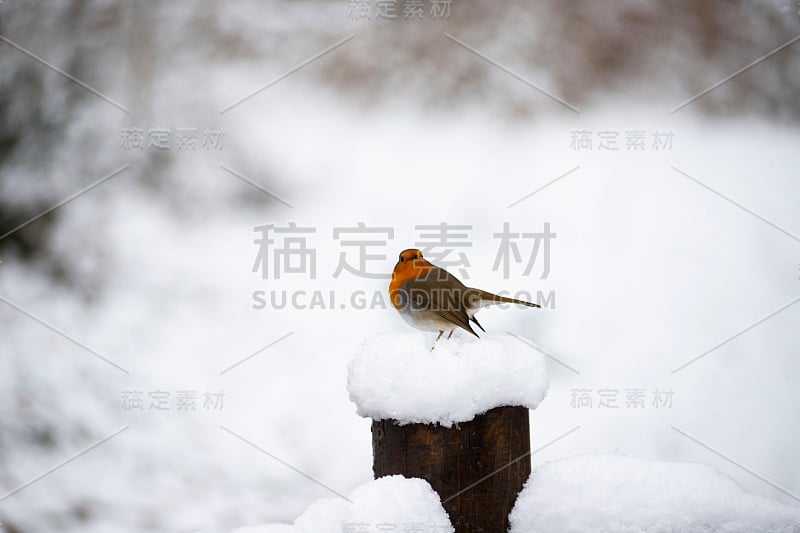 土耳其红项链，石榴