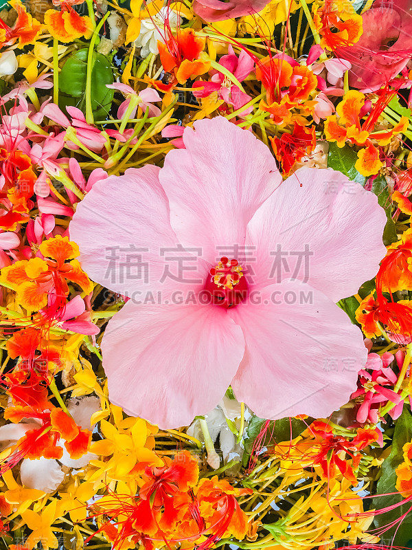 泰国泼水节五彩缤纷的花瓣漂浮在碗中