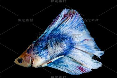 战斗的鱼