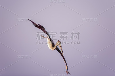 鹈鹕