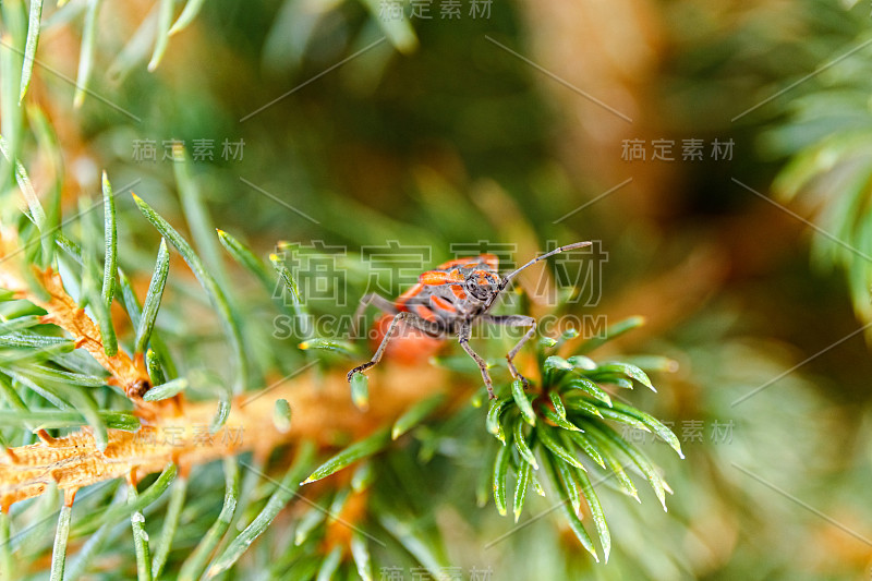 红黑相间的南瓜虫在阳台的树上，Corizus hyoscyami