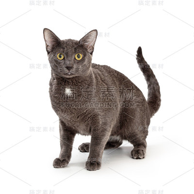 灰色家短毛猫向前看