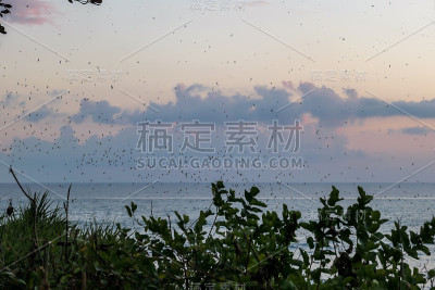 塔巴南-蝙蝠飞出洞穴狩猎