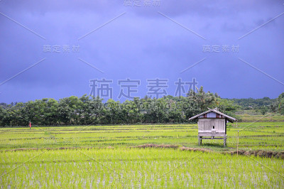 稻田