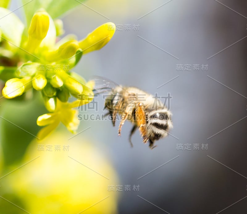 蜜蜂在飞