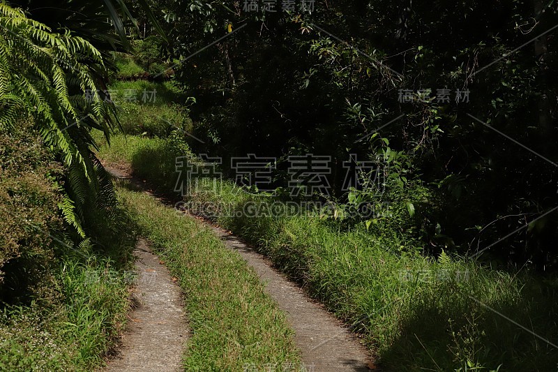 热带植被路径在Chamarel毛里求斯，印度洋，非洲