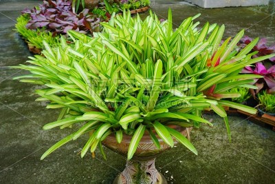 凤梨科植物