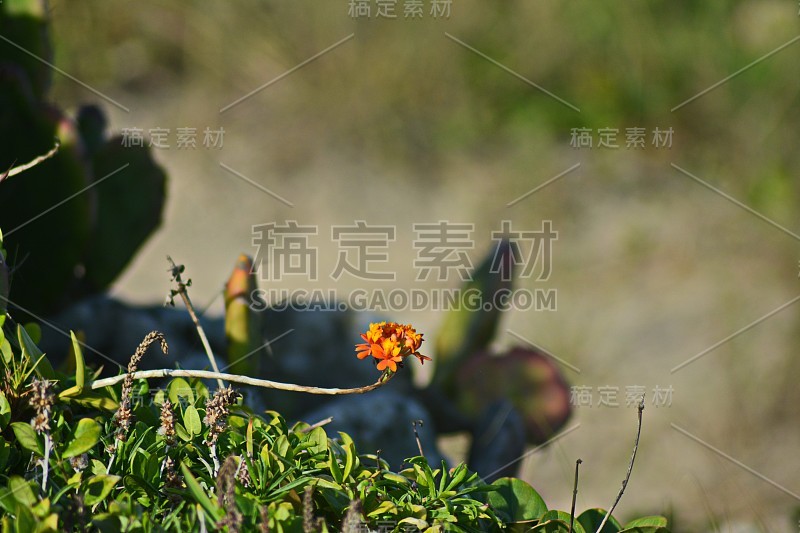 美丽的花朵