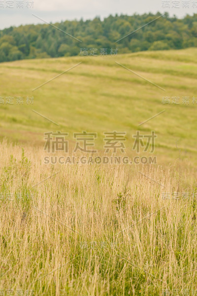 农村的干草地