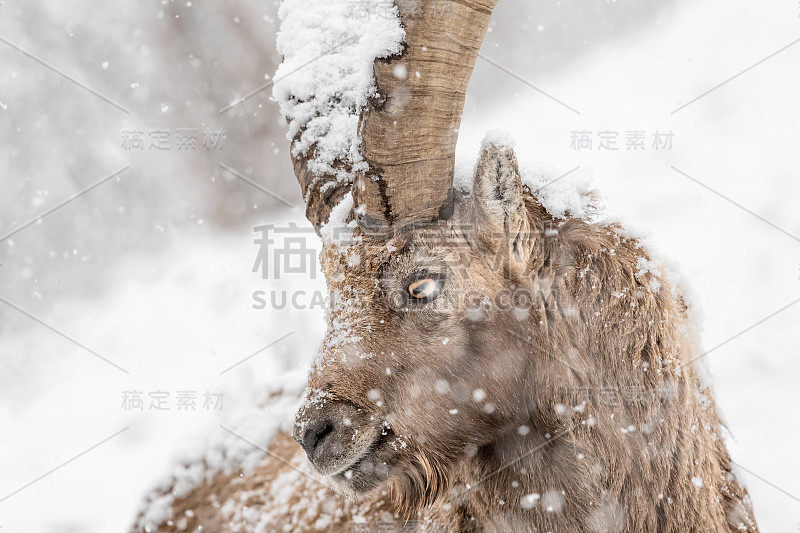 暴风雪中的高山野山羊(卡普拉野山羊)