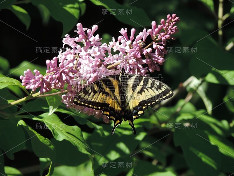 虎燕尾蝶在喝花蜜