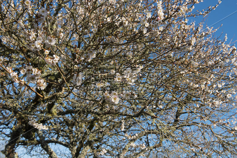 冬季盛开的观赏日本杏树(Prunus mume 'Omoi no mama')在乡村别墅花园，英格兰