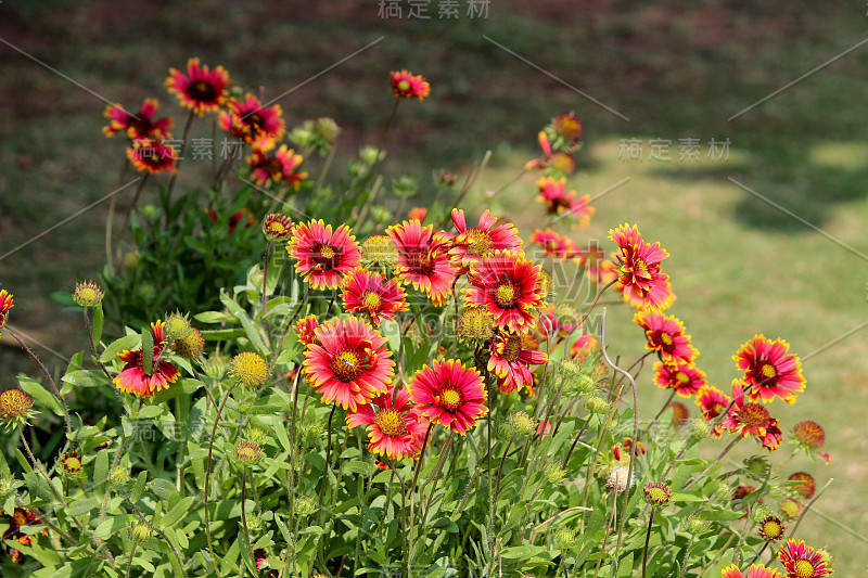 兰花大丽花开花