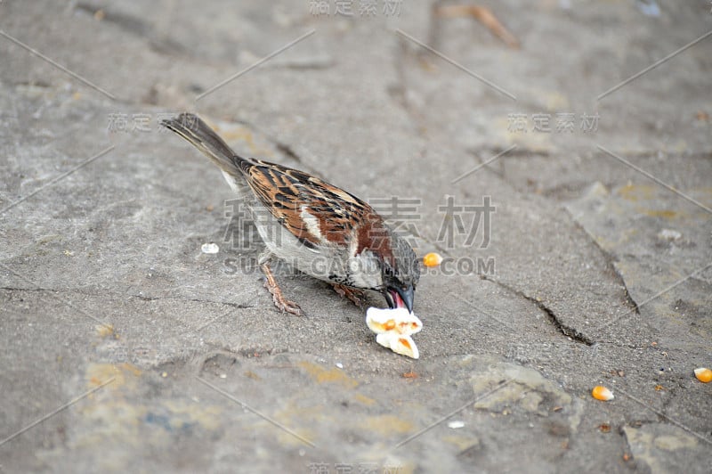 雄性家麻雀(Passer domesticus)吃爆米花。