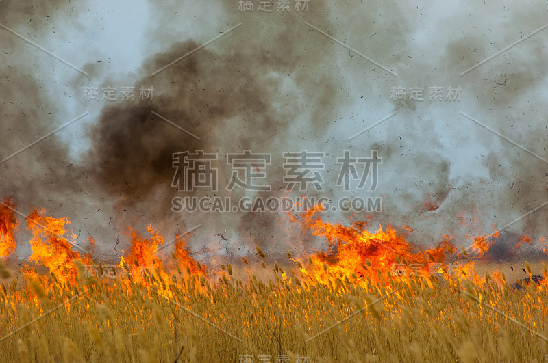 燃烧的芦苇。火