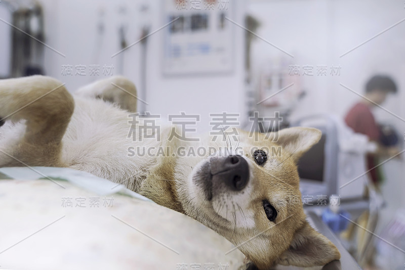 兽医的概念。日本柴犬正在超声波检查室里等医生。兽医做超声并分析动物的健康状况。