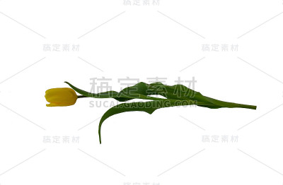郁金香花在白色的背景，孤立，切