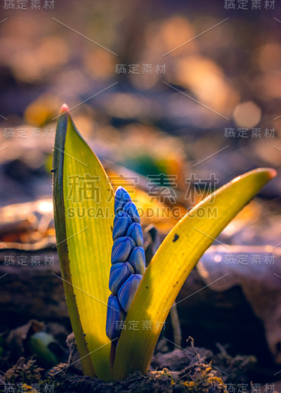 雪花莲