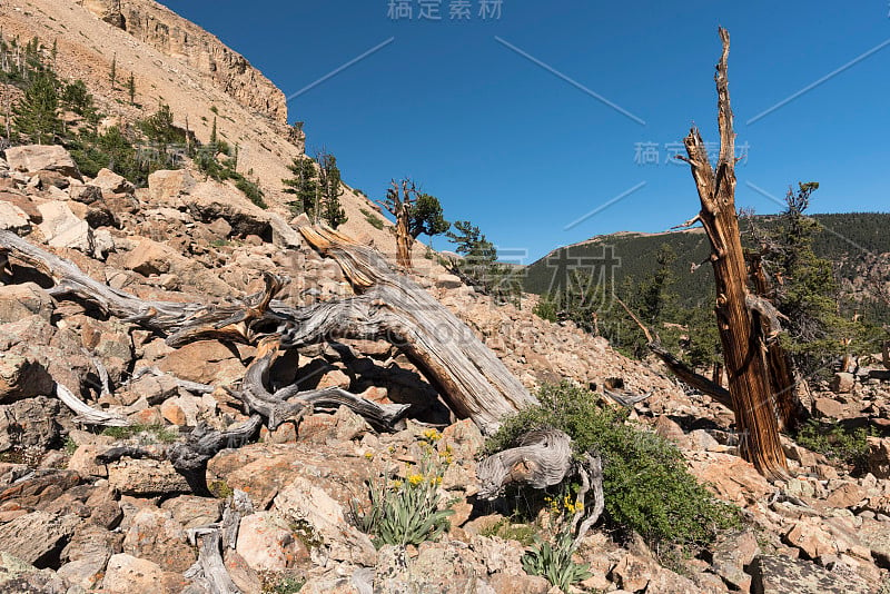 柔软的松树林在羊山北侧在蚊子范围科罗拉多州。古松和硬锥松树国家遗产区。