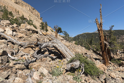 柔软的松树林在羊山北侧在蚊子范围科罗拉多州。古松和硬锥松树国家遗产区。